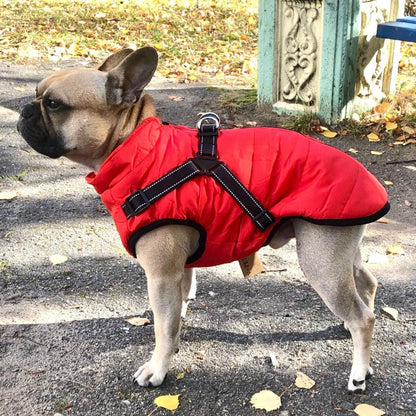 Ropa para mascotas_3841016