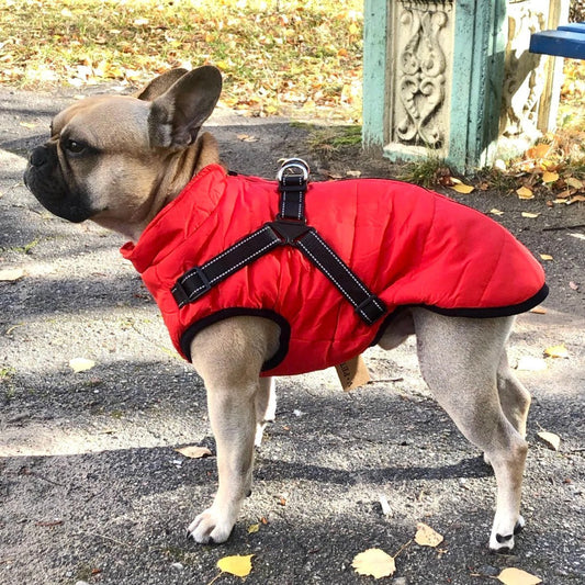 Ropa para mascotas_3841016